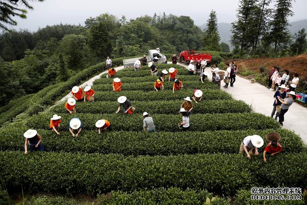 拜耳员工志愿者在雅安市名山区红岩乡青龙村采茶以支持“Tea贴入微 | 拜耳携手善品公社”公益扶贫项目 拜耳员工志愿者在雅安市名山区红岩乡青龙村采茶以支持“Tea贴入微 | 拜耳携手善品公社”公益扶贫项目