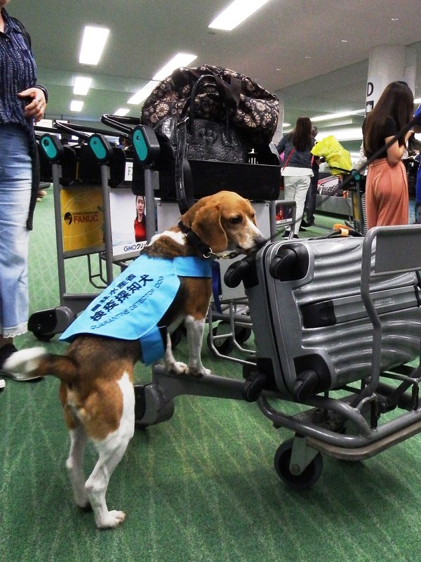 检测旅客随身物品的检疫犬