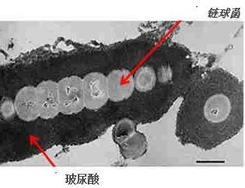 微生物发酵法