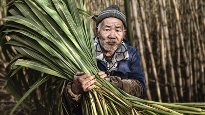 Sugar Cane Plantation