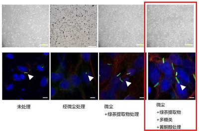 微尘吸附试验结果 (图上部分),肺纤毛细胞活性化测试结果(图下部分)
微尘经绿茶提取物+多醣类+黄酮醇处理时细胞的情况（红框标识），可以看到微尘吸附能力下降（图上），肺纤毛细胞（绿色）的长度及数量增加（图下）