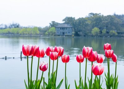 杭州西湖郁金香