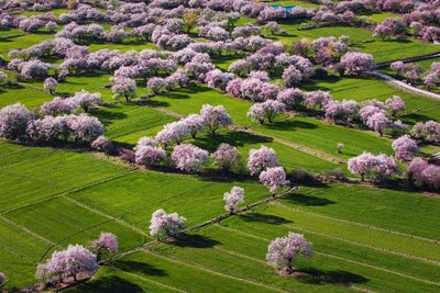 林芝春景