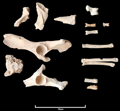 Twenty-six fragments of a dog’s bones were found at a burial site in the basalt volcanic uplands of AlUla in north-west Saudi Arabia, along with bones from 11 humans. Dated at circa 4200 to 4000 BCE, this is the earliest known domesticated dog in Arabia.