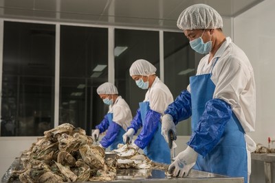 李锦记严格挑选鲜蚝，制作蚝汁精华